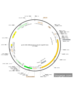 pLV3-CMV-Ilf3(mouse)-3×FLAG-CopGFP-Puro