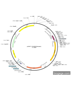 pGADT7-SCARB2(human)