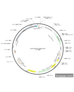 pLV3-U6-MCS-sgRNA-Neo