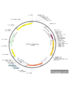 pGADT7-CLN5(human)