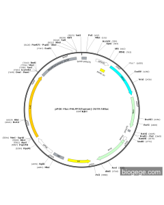 pPGK-Fluc-PHLPP2(human)-3UTR-hRluc