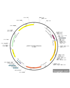 pGADT7-SLC39A14(human)