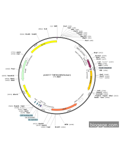 pGADT7-TMEM106B(human)
