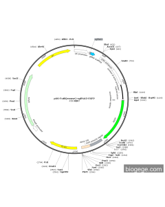 pU6-Fut8(mouse)-sgRNA3-EGFP