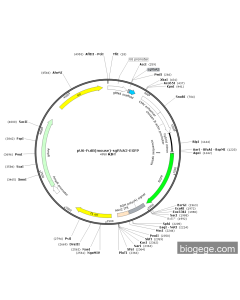 pU6-Fut8(mouse)-sgRNA2-EGFP