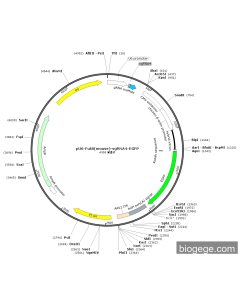 pU6-Fut8(mouse)-sgRNA4-EGFP