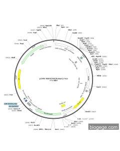 pCMV-MIR320A(human)-Neo