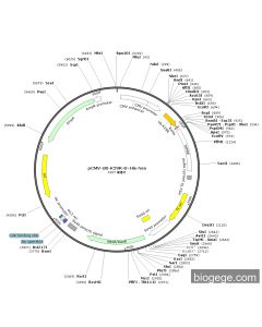pCMV-UB-K29R-8×His-Neo