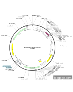 pCMV-UB-K48R-8×His-Neo