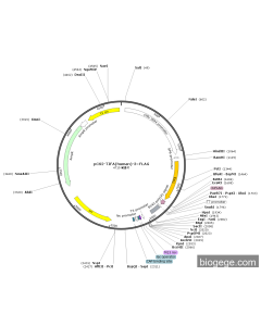 pCS2-TIFA(human)-3×FLAG