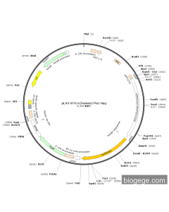 pLV3-STX11(human)-Fluc-Hyg