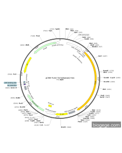 pCMV-FLAG-TLE4(human)-Neo