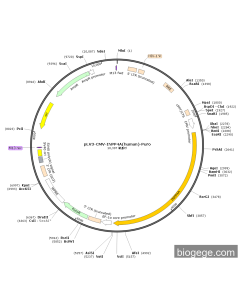 pLV3-CMV-INPP4A(human)-Puro