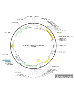 pCMV-RAC1(human)-2-3×Myc-Neo