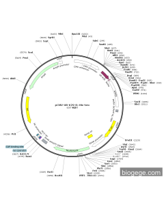 pCMV-UB-K29-8×His-Neo