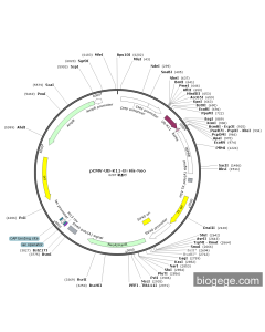 pCMV-UB-K11-8×His-Neo
