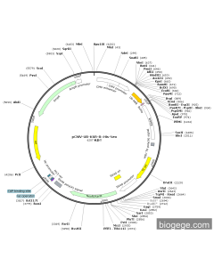 pCMV-UB-K6R-8×His-Neo