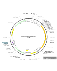 pCMV-ZFP91(human)-3×Myc-Neo