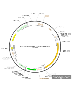 pLV3-CMV-Mtap7(mouse)-3×FLAG-CopGFP-Puro