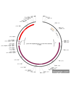 pLV2-SP-Dusp8(mouse)-3×FLAG-P2A-mCherry