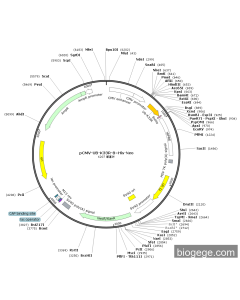 pCMV-UB-K33R-8×His-Neo