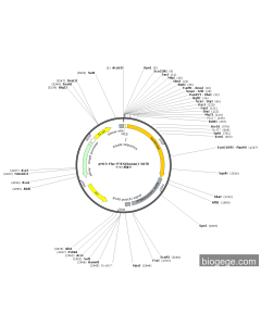 pMCS-Fluc-PTEN(human)-3UTR