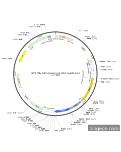 pLV2-CMV-XBP1(human)-HA-IRES-TagBFP-Puro