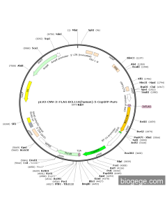 pLV3-CMV-3×FLAG-BCL11A(human)-5-CopGFP-Puro