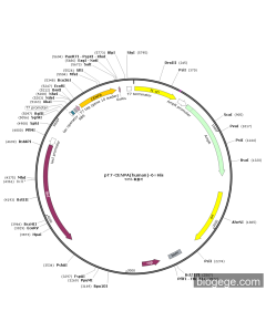 pT7-CENPA(human)-6×His