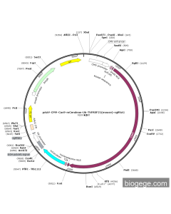 pAAV-CMV-Cas9-mCerulean-U6-TNFRSF21(mouse)-sgRNA1