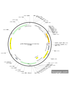 pCMV-Mfap5(mouse)-3×FLAG-Neo