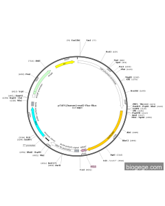 pTAP1(human)-mut2-Fluc-Rluc