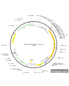 pCMV-ZFP91(human)-3×FLAG-Neo