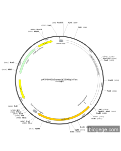 pATP6V0E1(human)(2500bp)-Fluc