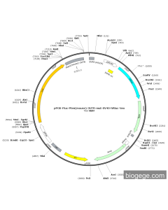 pPGK-Fluc-Pten(mouse)-3UTR-mut-SV40-hRluc-Neo