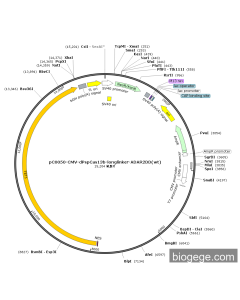 pCMV-dPspCas13b-TET1(human)(1synonymous mutations)