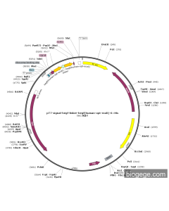 pT7-signal-hEGF-Linker-hEGF(human-opt-ecoli)-6×His