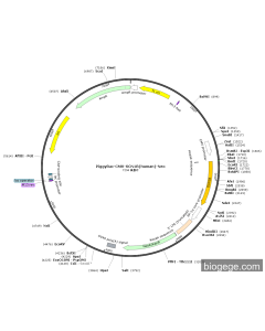 PiggyBac-CMV-SCN1B(human)-Neo