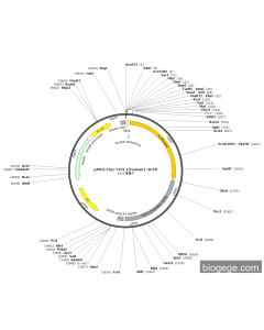 pMCS-Fluc-FSTL1(human)-3UTR