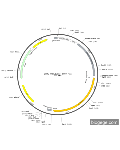 pCMV-FMDV(virus)-5UTR-Fluc
