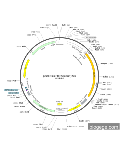 pCMV-FLAG-CELF5(human)-Neo