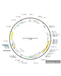 pLV3-CMV-GSDME(human)-Neo