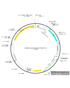 pSfrp2(mouse)-Fluc-SV40-hRluc-Neo