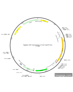 PiggyBac-CMV-Yap1(mouse)-3×FLAG-CopGFP-Puro