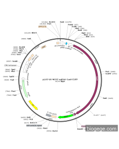 pLV3-U6-MCS2-sgRNA-Cas9-EGFP