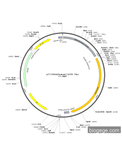 pT7-ERAV(human)-5UTR -Fluc