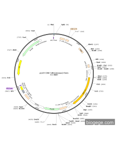 pLV3-CMV-Idh1(mouse)-Puro
