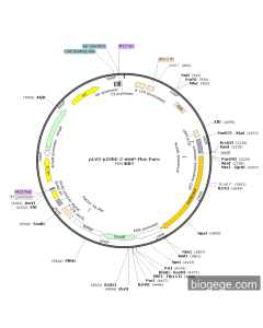 pLV3-p53RE-2-minP-Fluc-Puro