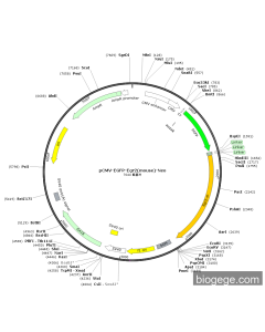 pCMV-EGFP-Egr2(mouse)-Neo