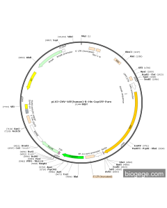 pLV3-CMV-NSF(human)-8×His-CopGFP-Puro